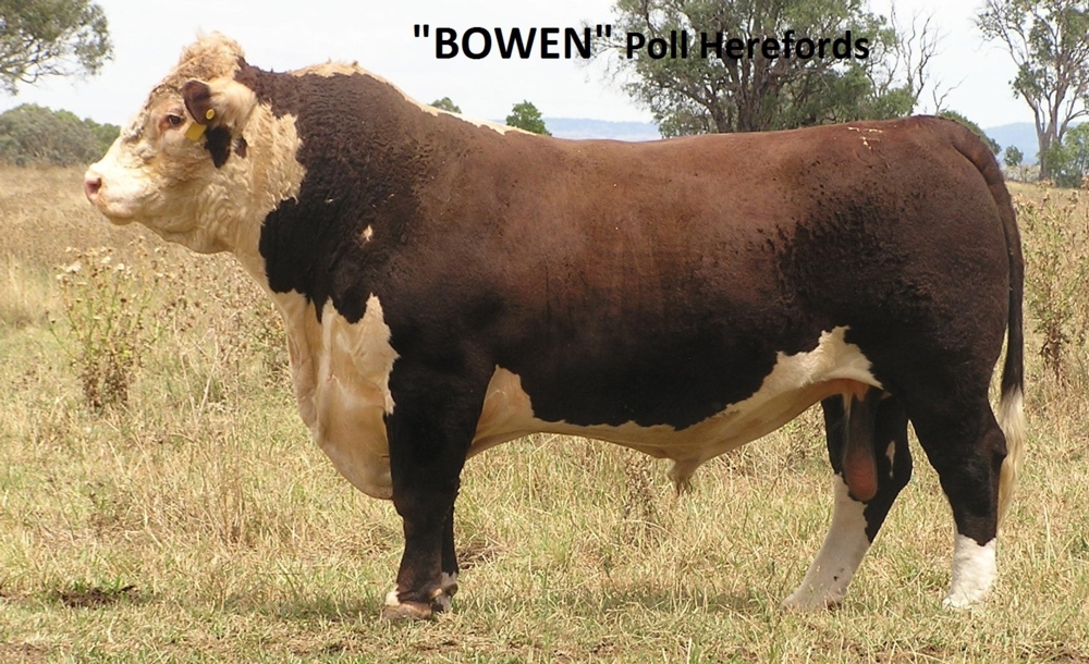 2015 Bowen Poll Hereford Sale Bowen Stud