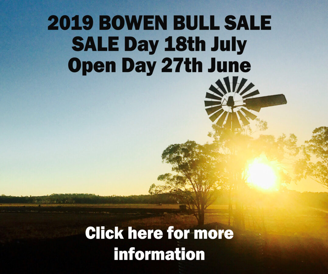 2019 Bowen Bull Sale Report