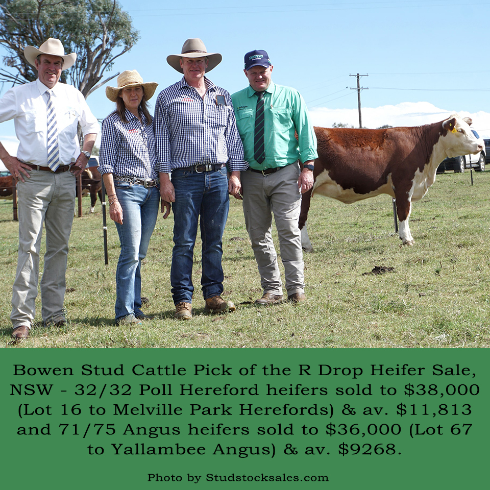 Bowen Stud Home of Bowen Poll Herefords and Peake Angus