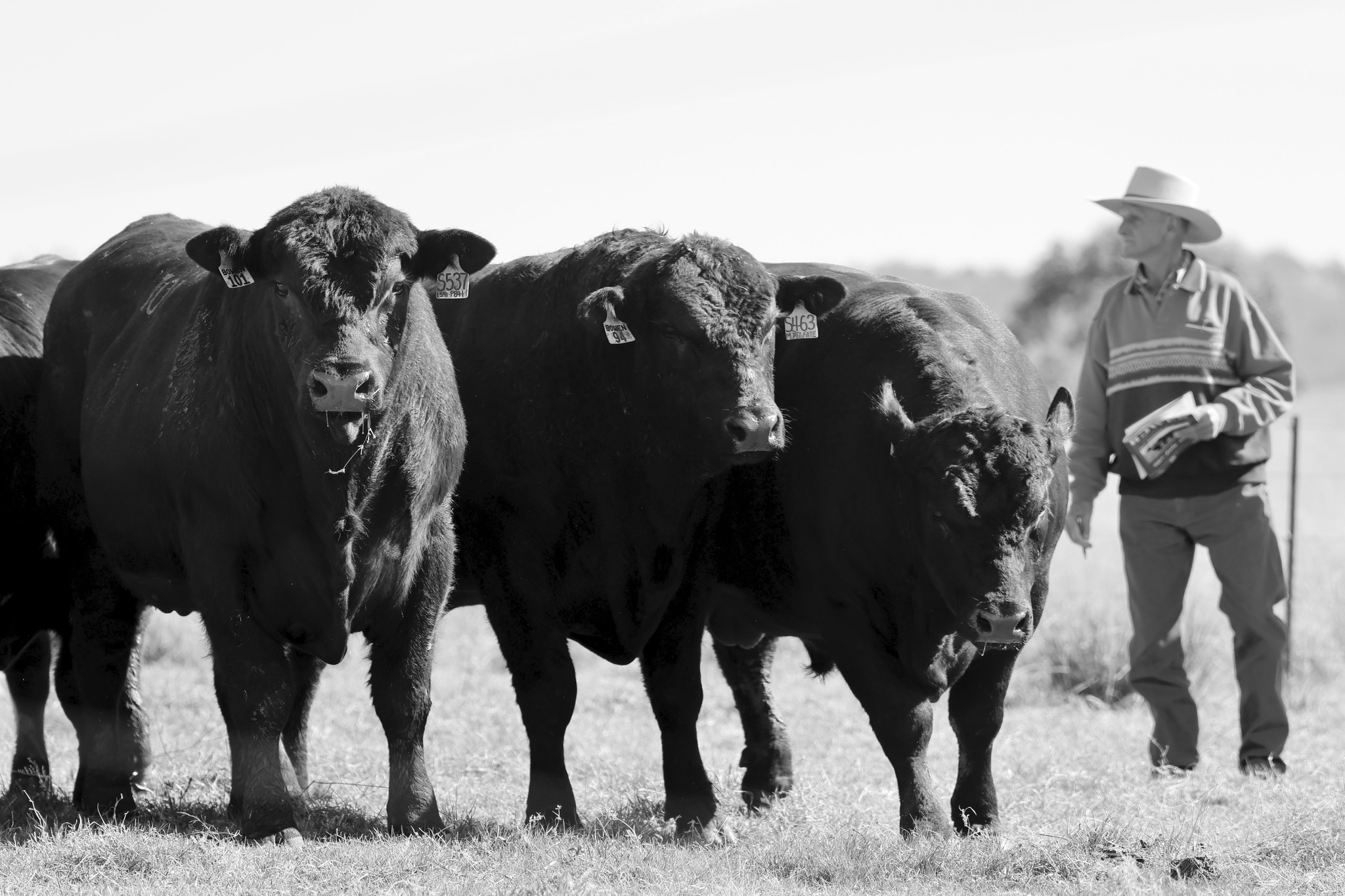 2022 Testimonials Bowen Stud Cattle