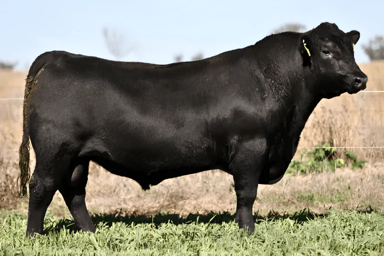 Peakes Angus