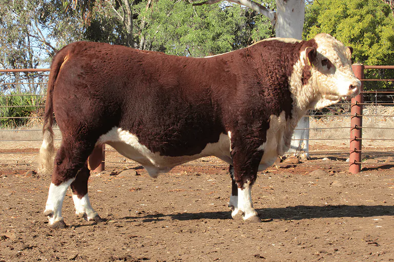 Poll Hereford