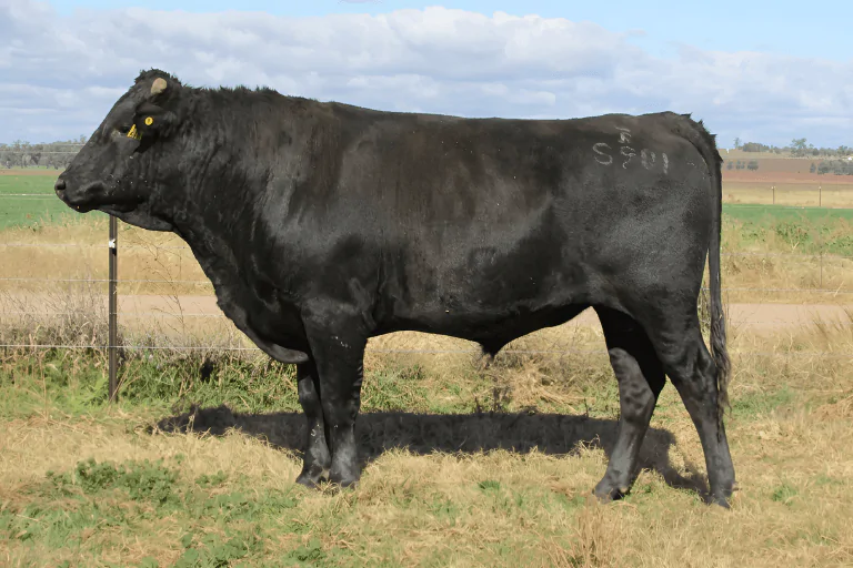 Wagyu