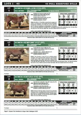Bowen Poll Hereford sale bull