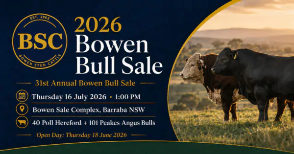 Bowen Stud Poll Hereford, Angus and Wagyu cattle