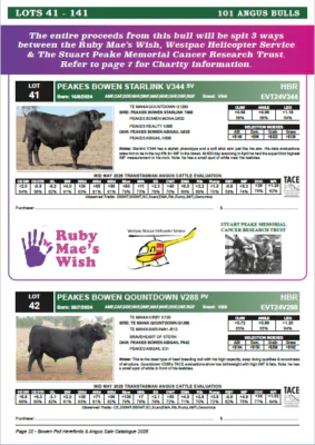 Peakes Angus sale bull
