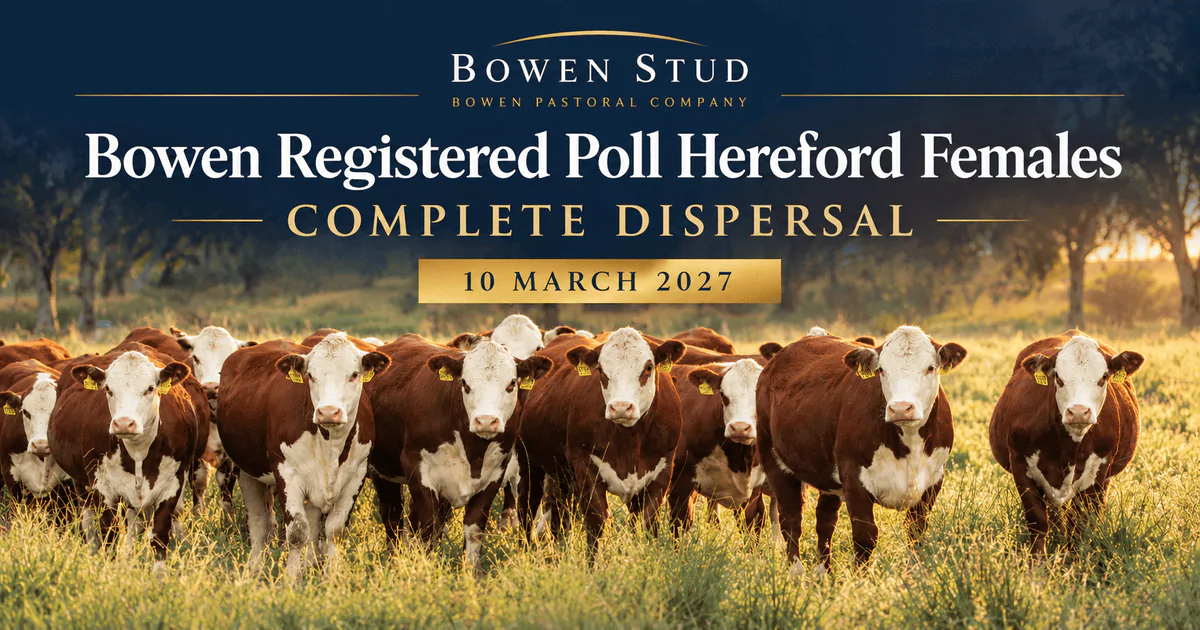 Bowen Registered Poll Hereford Females – Complete Dispersal